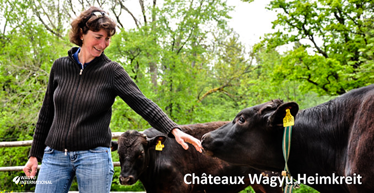 <Wagyu being petted at Chateaux-Wagyu>